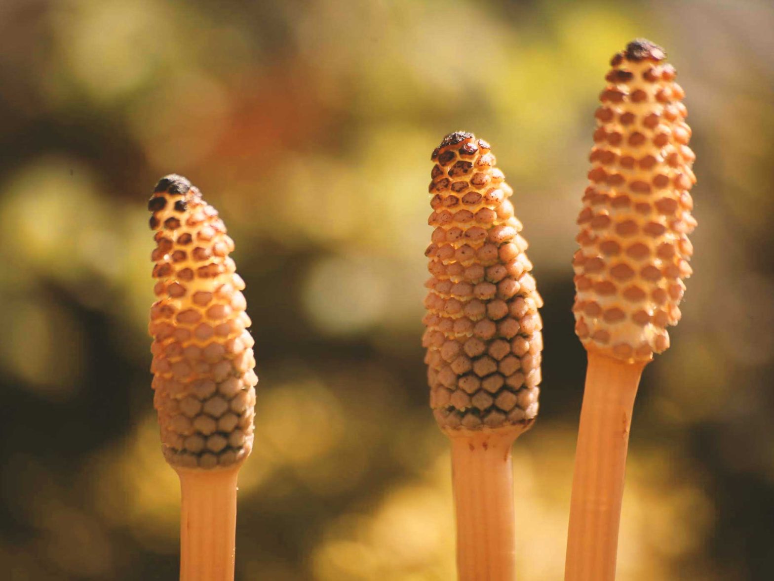 تقویت ناخن با گیاه دم اسب