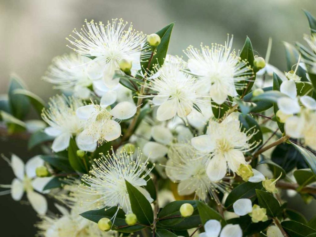 خواص گیاه مورد